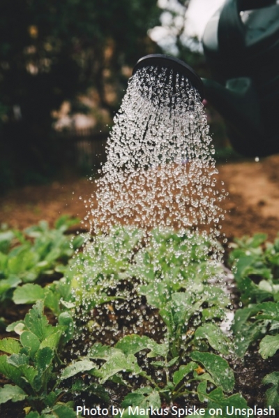 1&ordf; Confer&ecirc;ncia CEAUP 2021-2022: Portrayal of Sub-Saharan Africa and Signalling of Individual, Female and Family Contributions to SDGS: Analysis of Social Media Posts of the Food and Agriculture Organization